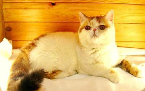 一个月大的猫咪大概多大