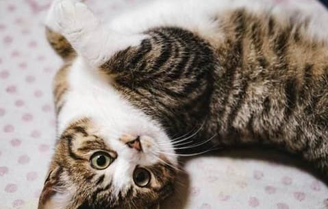 土猫为什么爱咬人