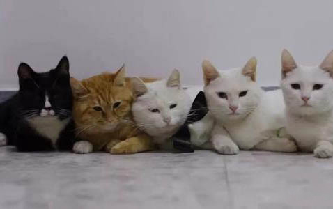 母猫发情了不结扎会怎么样？