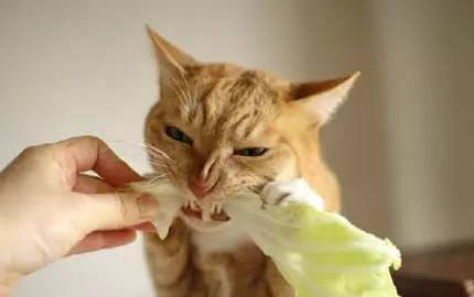两个月的猫咪可以吃猫条吗