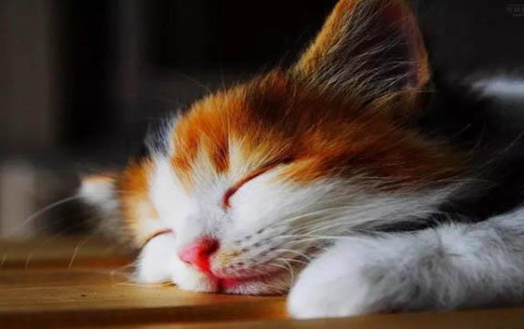 猫咪为什么冬天食欲不振呢怎么办