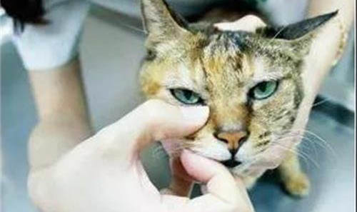 猫咪为什么有耳螨