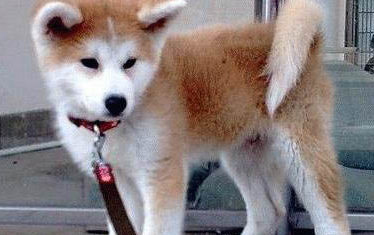 秋田犬的性格外貌特征