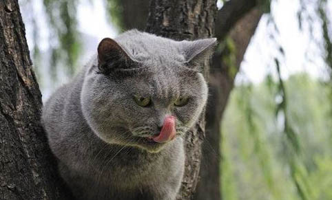 猫为什么会得肺水肿