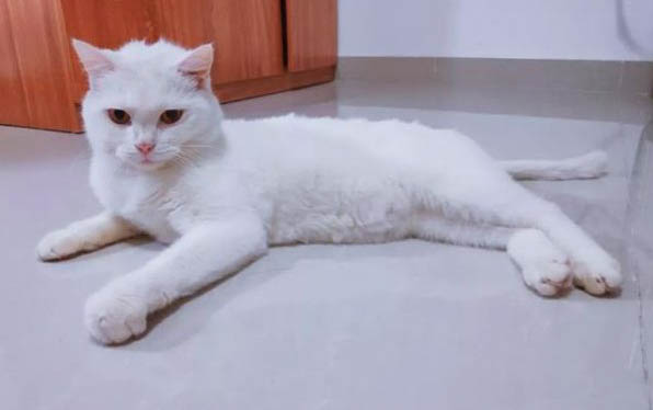 猫鼻支病毒能活多久