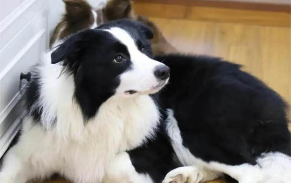 狗狗洗澡沐浴露进眼睛