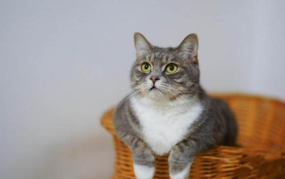 小猫尿血的原因及处理方法