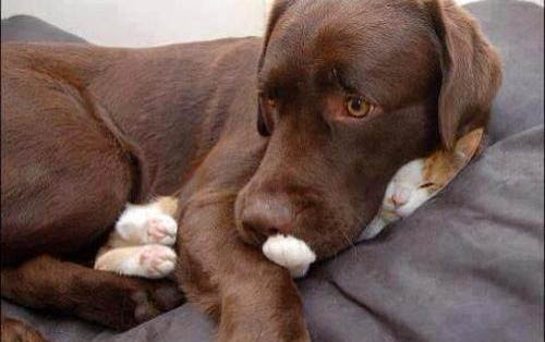 猫咪眼睛变红了