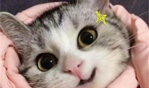 布偶猫尴尬期在几个月