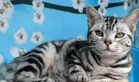 猫咪增肥可以吃什么