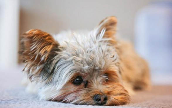 狗狗脑炎死亡后症状