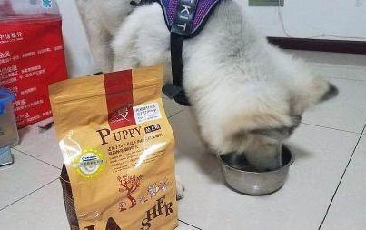 狗狗能吃熟鸡蛋吗