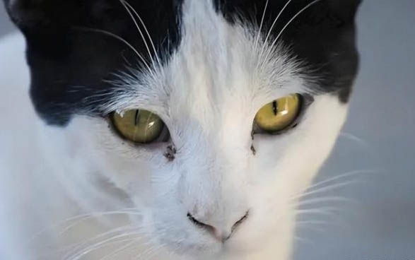 猫咪吃罐头的注意事项
