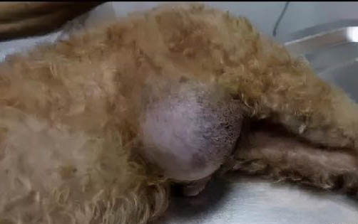 有哪些狗狗作为导盲犬