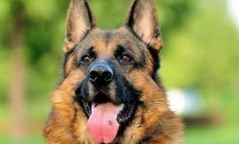 德国牧羊犬吃什么最好
