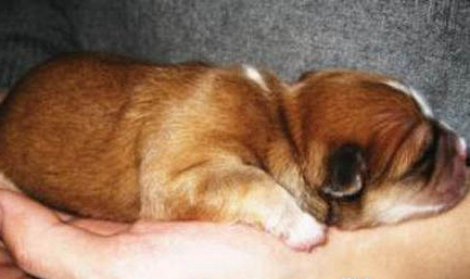 幼犬狗粮哪个牌子好