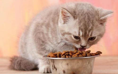 猫咪乱尿的解决方法