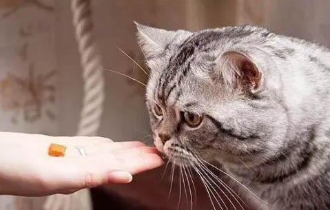 养猫咪好还是养狗好
