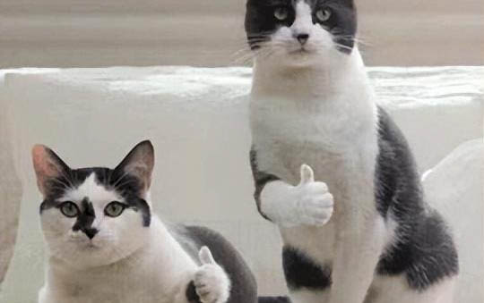 猫咪肚子咕咕叫拉稀