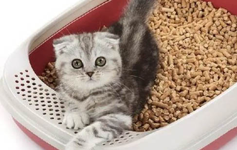 请问猫咪呕吐的原因及处理方法?