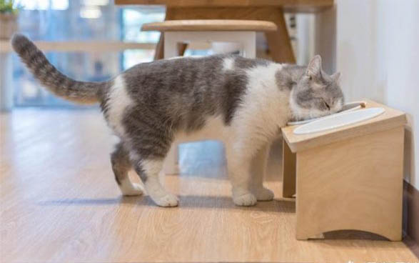 猫咪吃的止痛药主要有哪些