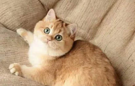 小猫怀孕多久有胎动