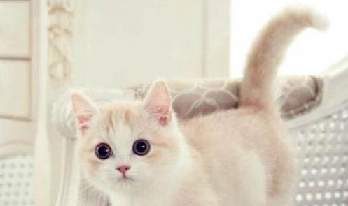 猫湿性传腹腹水颜色