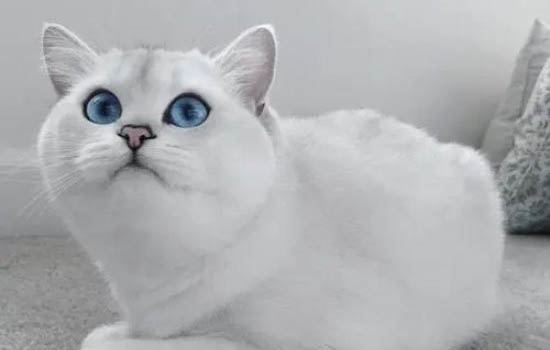 猫咪阵痛多久才能生产