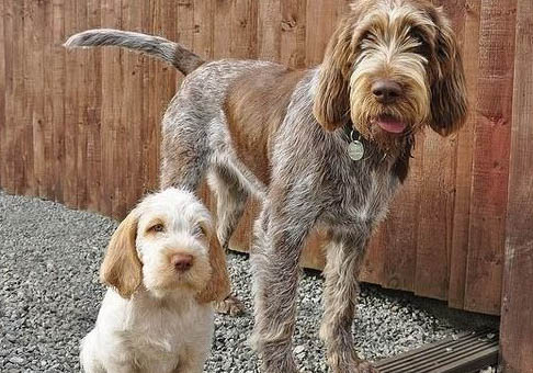 狗狗得了狂犬病还能活多久