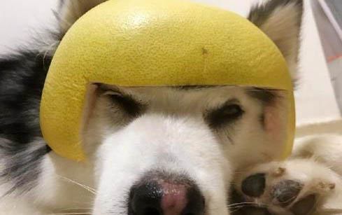 狗狗发烧有哪些症状表现