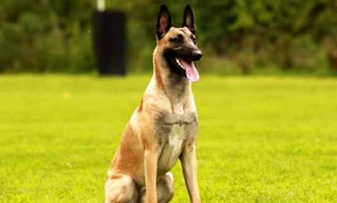 马犬记仇吗