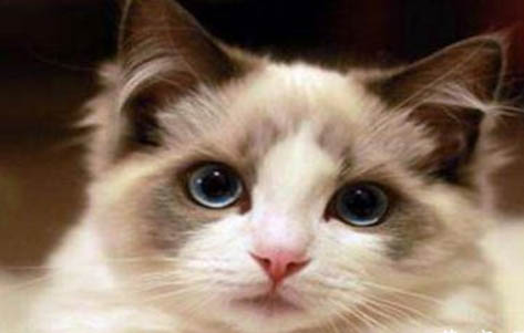 猫生病了吃什么药可以好