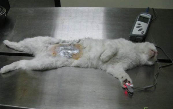 母猫绝育手术要做多久