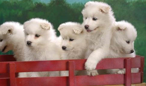 古牧幼犬价格大概多少钱一只