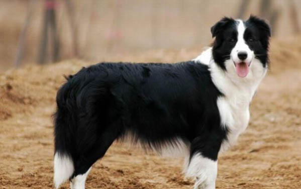 德国牧羊犬吃什么最好