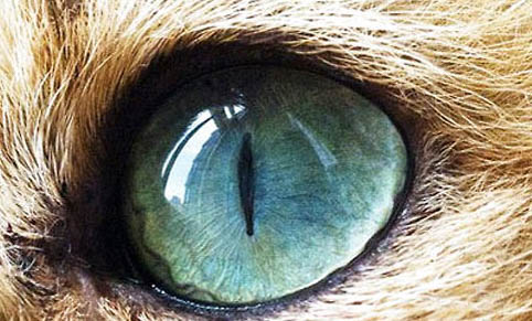猫咪怀孕多久能看出来呢