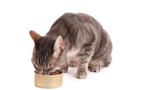 猫咪指甲掉了可以用酒精消毒吗