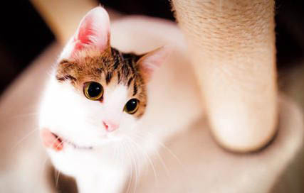 猫咪产后注意事项有哪些