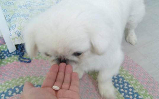 怎么训练狗狗上厕所好