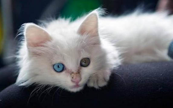 猫为什么要五粉？
