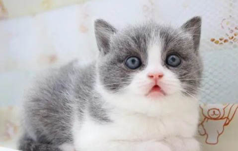 英短猫为什么不能养