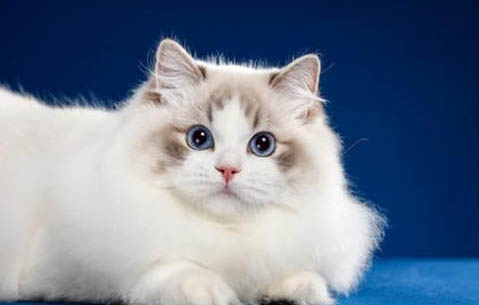 猫咪能和矿泉水吗?