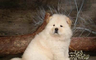 狗狗缺钙吃什么有什么办法补充钙