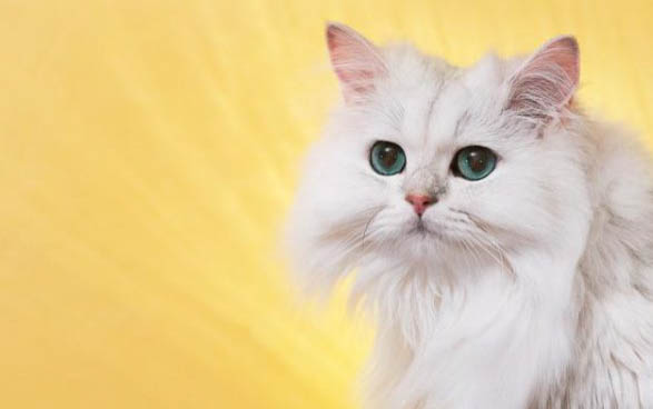 小猫突然腿瘸了怎么回事