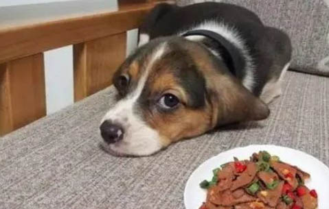 狗狗细小病毒性肠胃炎怎么治疗
