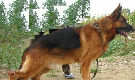 公犬发情期大概持续多久呢?