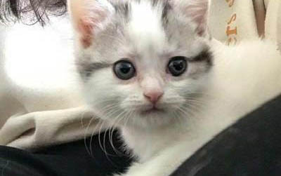 猫咪牙齿发黄的原因及处理方法