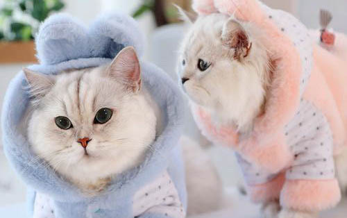 猫尾巴骨折多久好起来