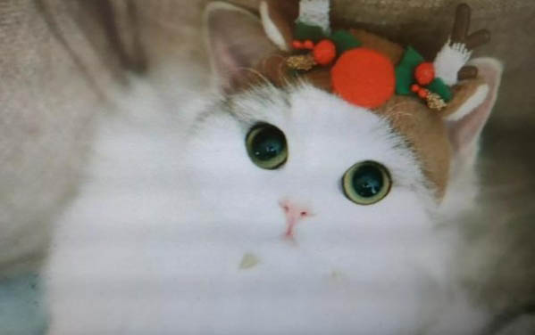 猫咪呕吐没消化的猫粮，可能是以下原因导致的