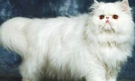 猫咪洗澡的水温多少度合适